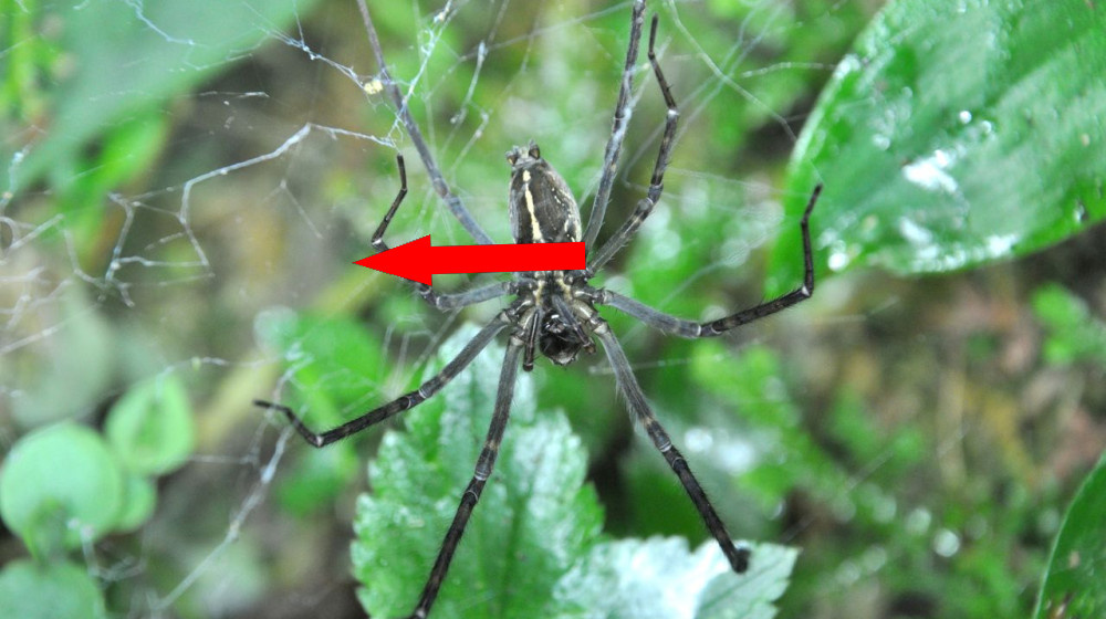    Таинственные охотники: пауки используют светлячков как живую приманку для увеличения улова