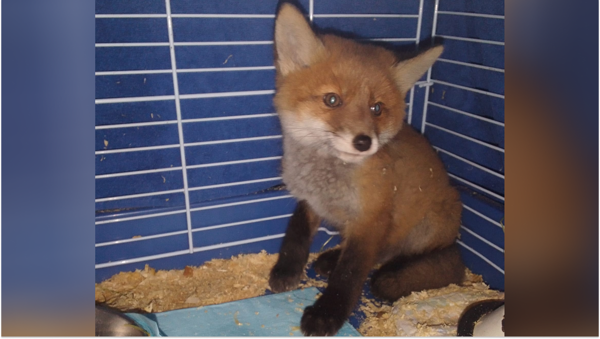    Лисёнок по кличке Абрикосик чуть не погиб в автомобильной аварии. Фото: центр «Велес»