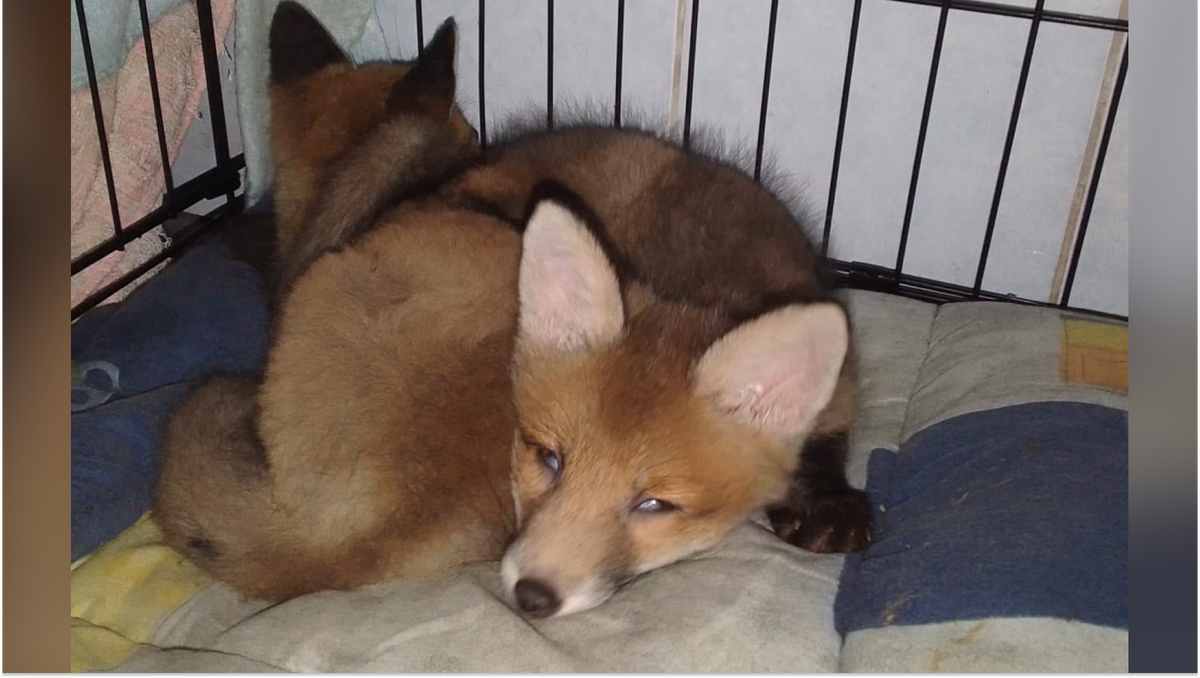    За два месяца в центре реабилитации Персик вырос. Фото: центр «Велес»