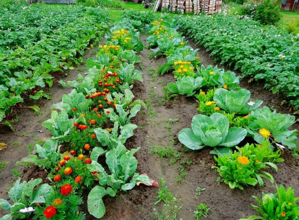 растения компаньоны