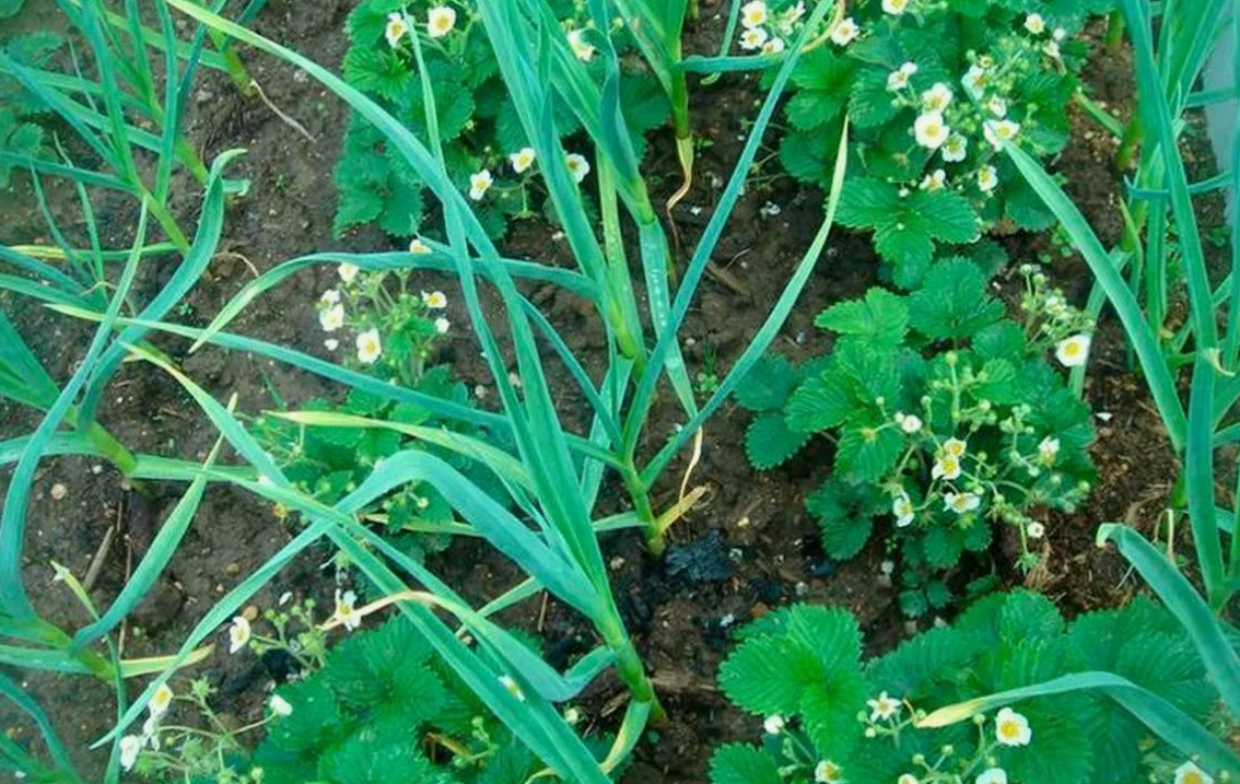 клубника и лук