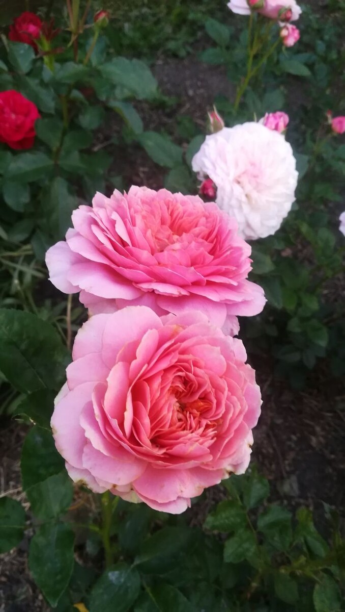 Романтик Антик.