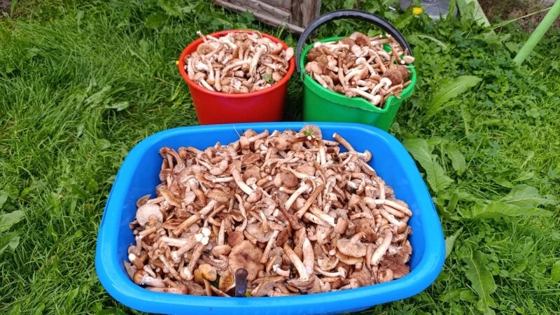     Грибы в Алтайском крае Страница сообщества «Грибы и Грибники Алтайского края» во «ВКонтакте»