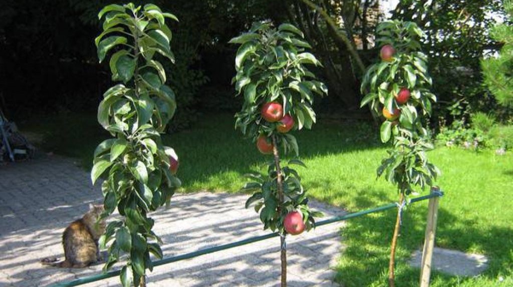 Колоновидная яблоня.