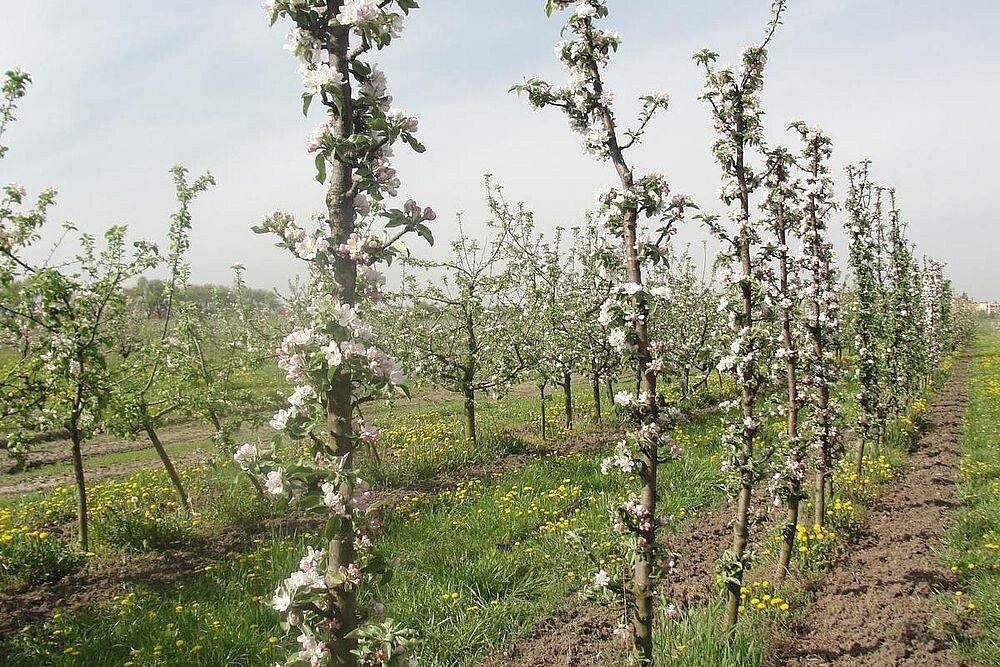 Цветение колоновидных яблонь