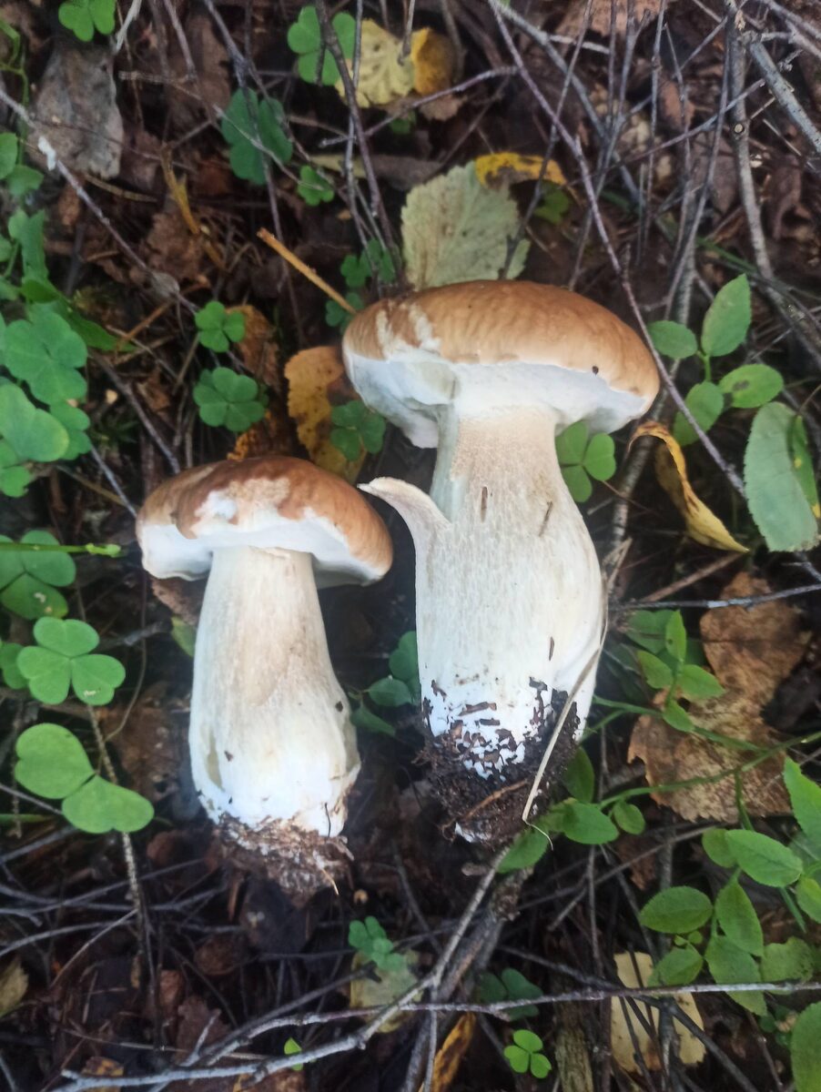 Закалиточные белые 