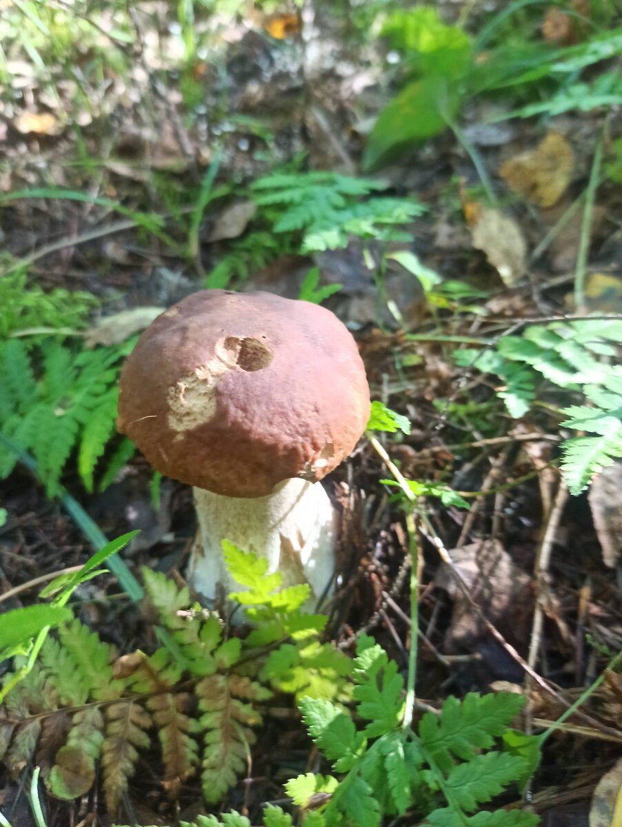 Приветственный белый в папоротниках