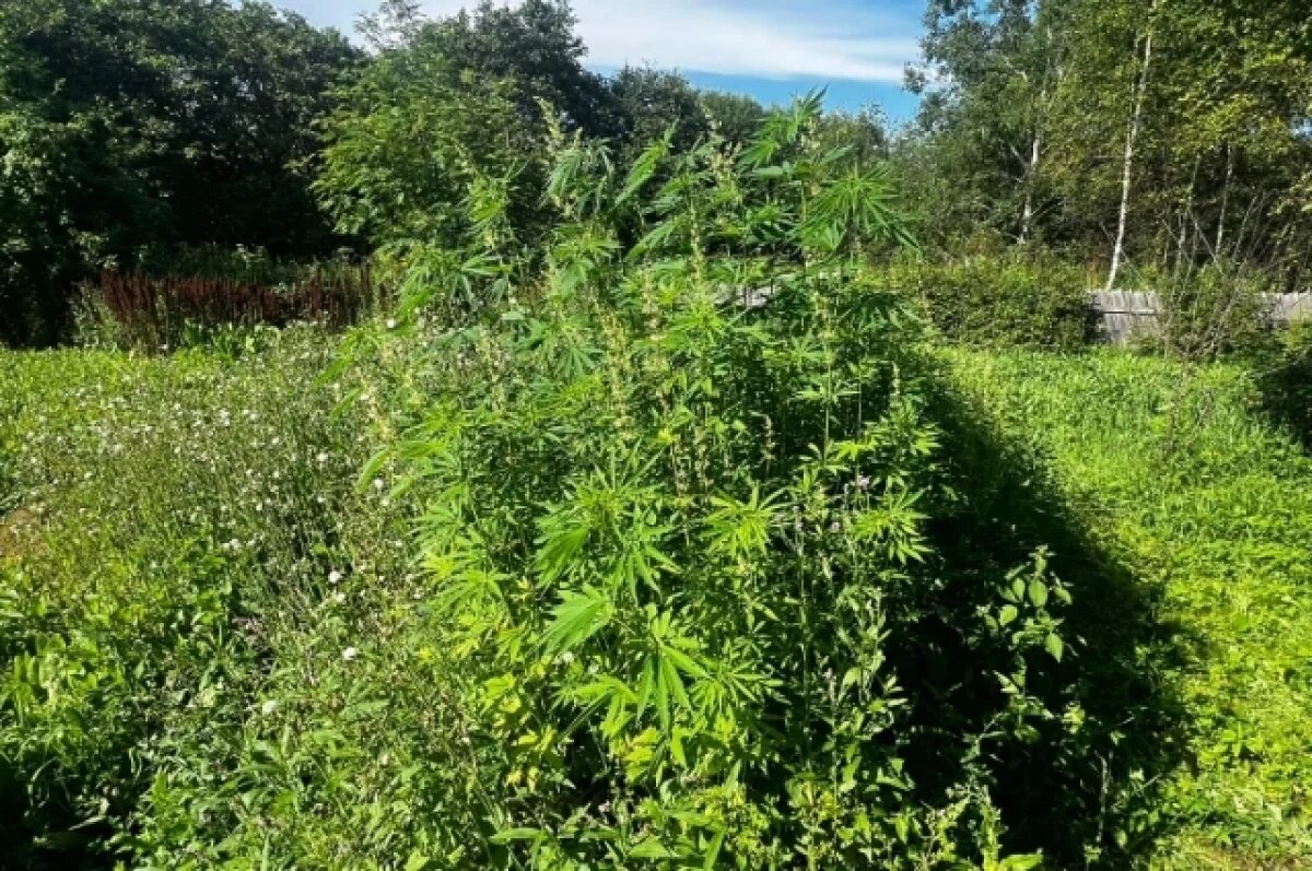    В Хабаровском крае полиция изъяла тысячу кустов конопли у жительницы Ванино