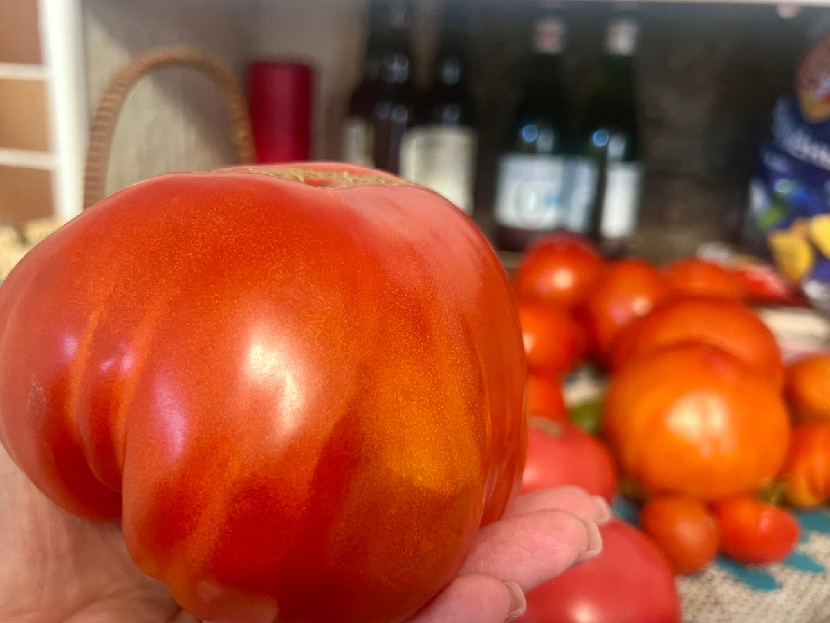 Огромные помидоры 