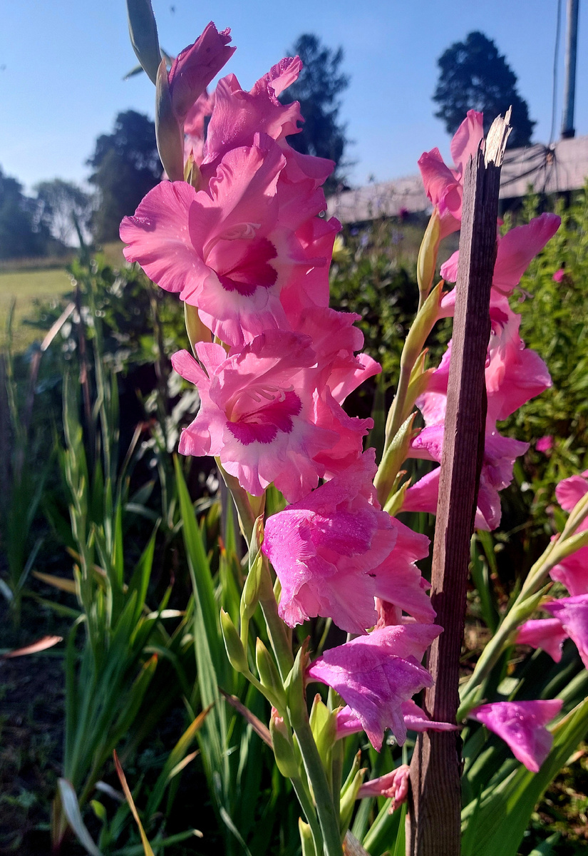 Эта некрасивая палочка, является подпорой для гладиолусов