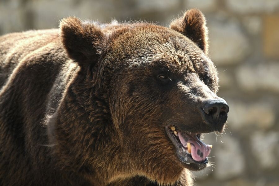     / Источник: © Кирилл Каллиников/РИА Новости