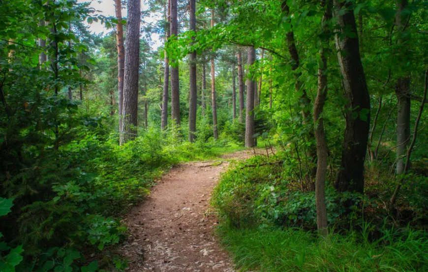 Яндекс картинки