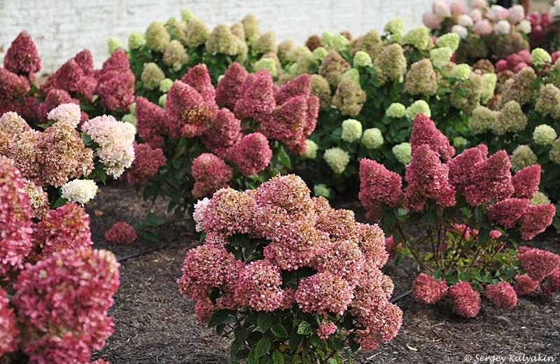 Испытание сортов гортензии метельчатой в саду RHS Bridgewater