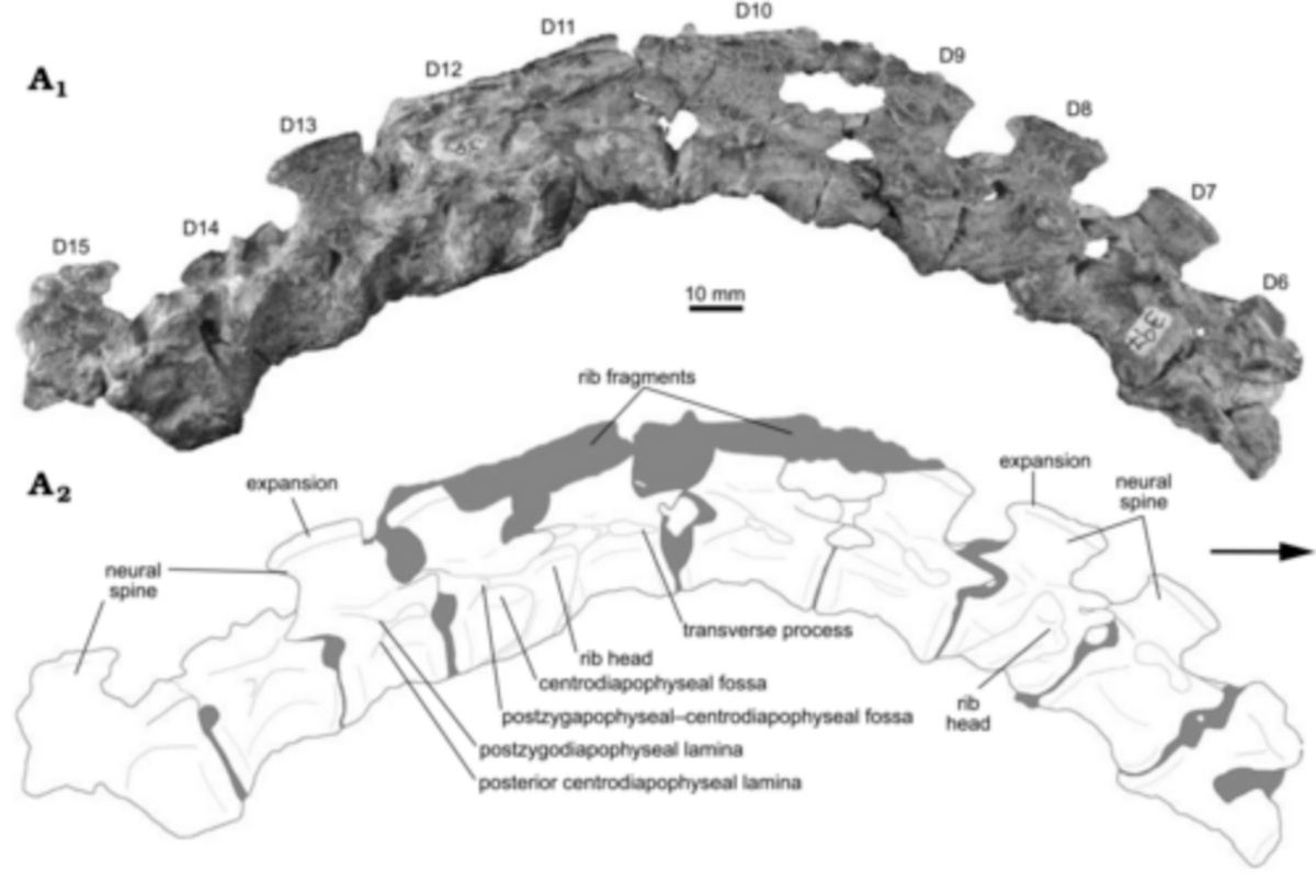 Позвоночник инцертовенатора: фотография+зарисовка.