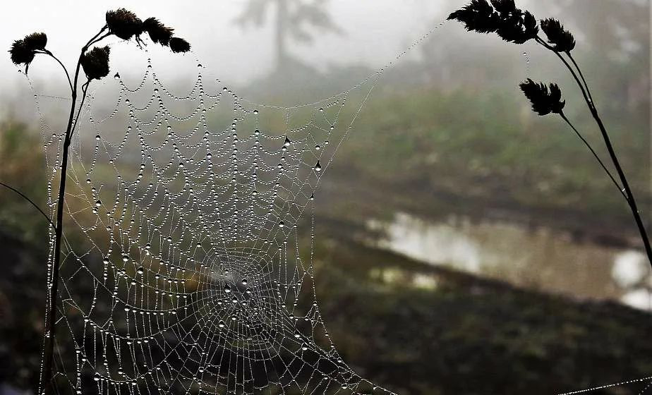 Фото из открытых источников Яндекс