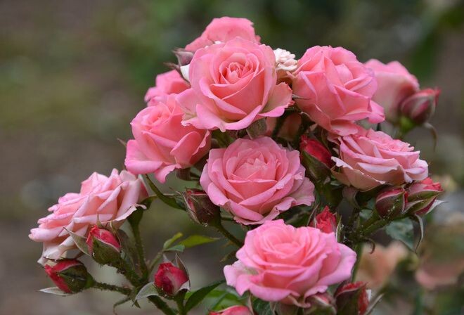 istockphoto-11076602671