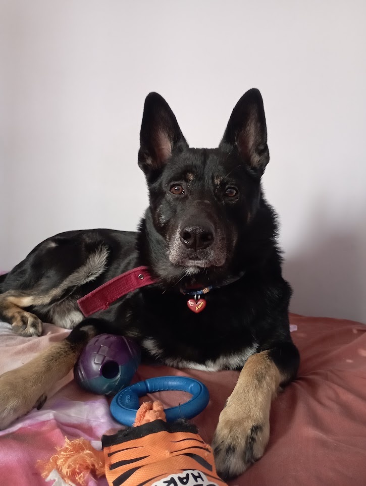 Ребят, запомните его таким...Моего Агатика...