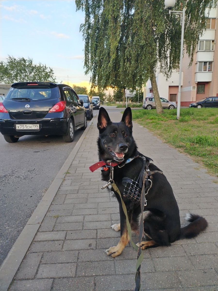 Агатик на прогулке возле дома.