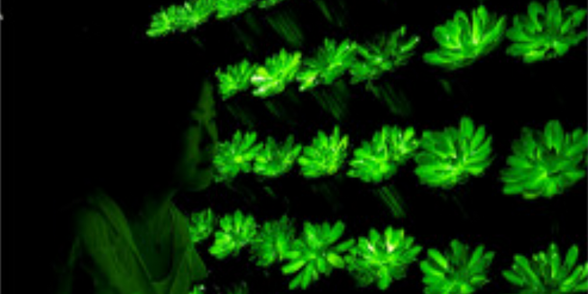 Фото: South China Agricultural University