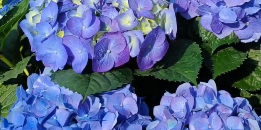 Гортензия: Драгоценный камень сада, рожденный из огня и воды! Интересные факты👍