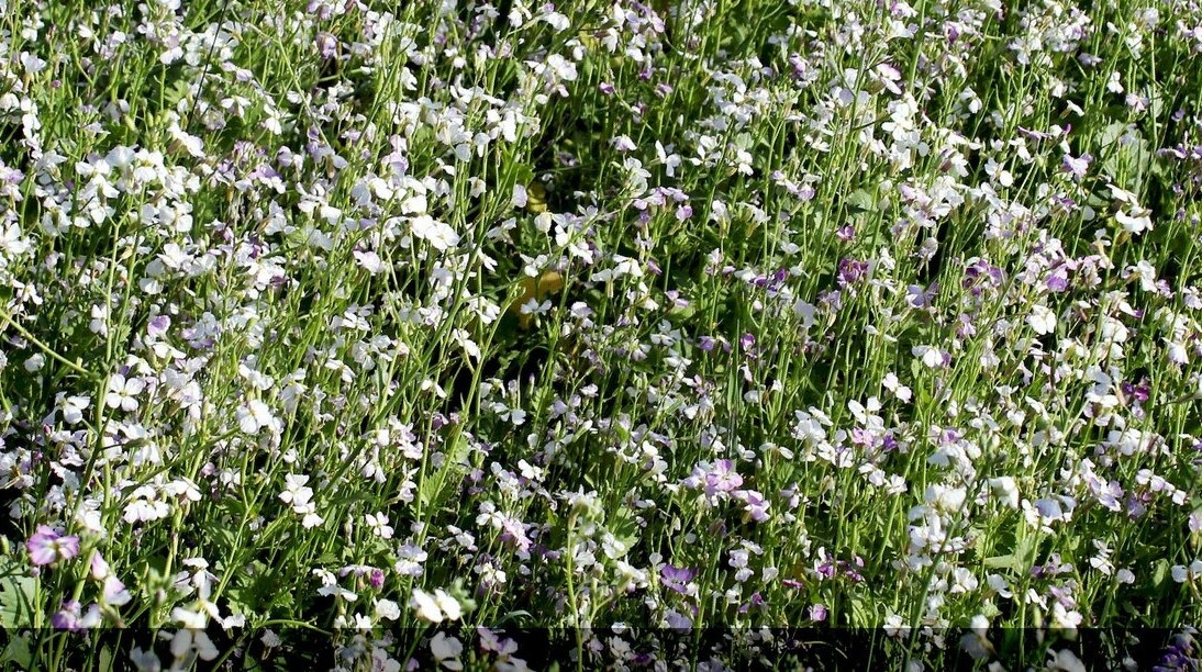 Редька масленичная