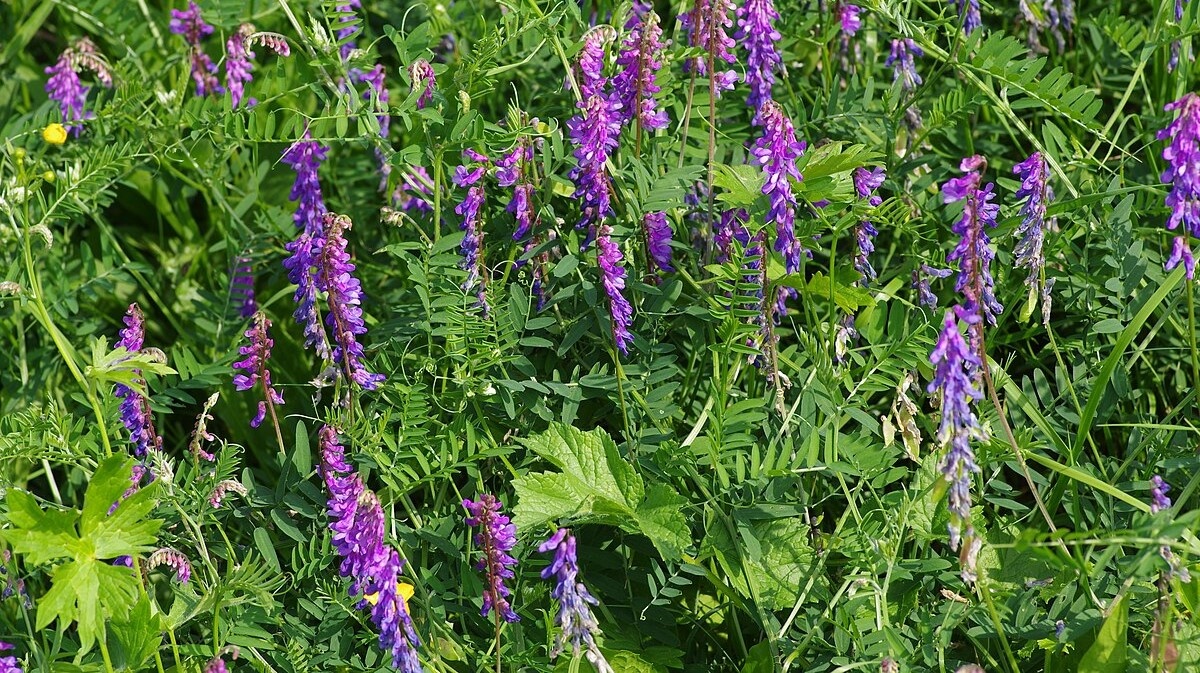 Вика озимая