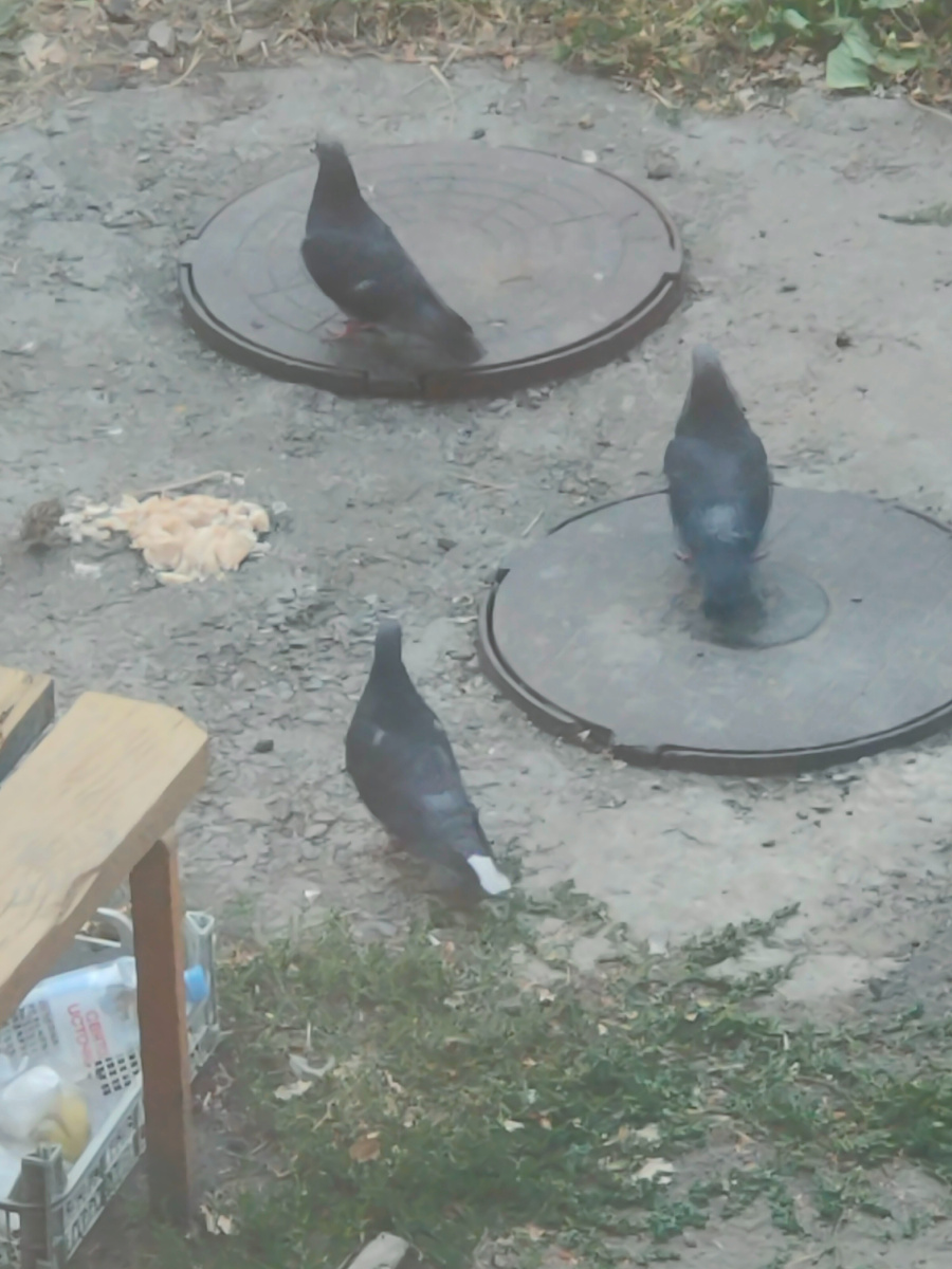 Птицы завтракают