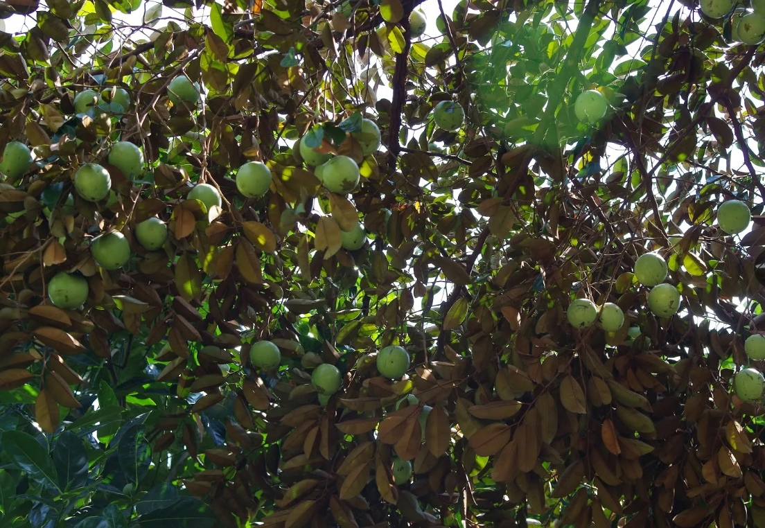 Незрелые плоды от яблок и не отличить