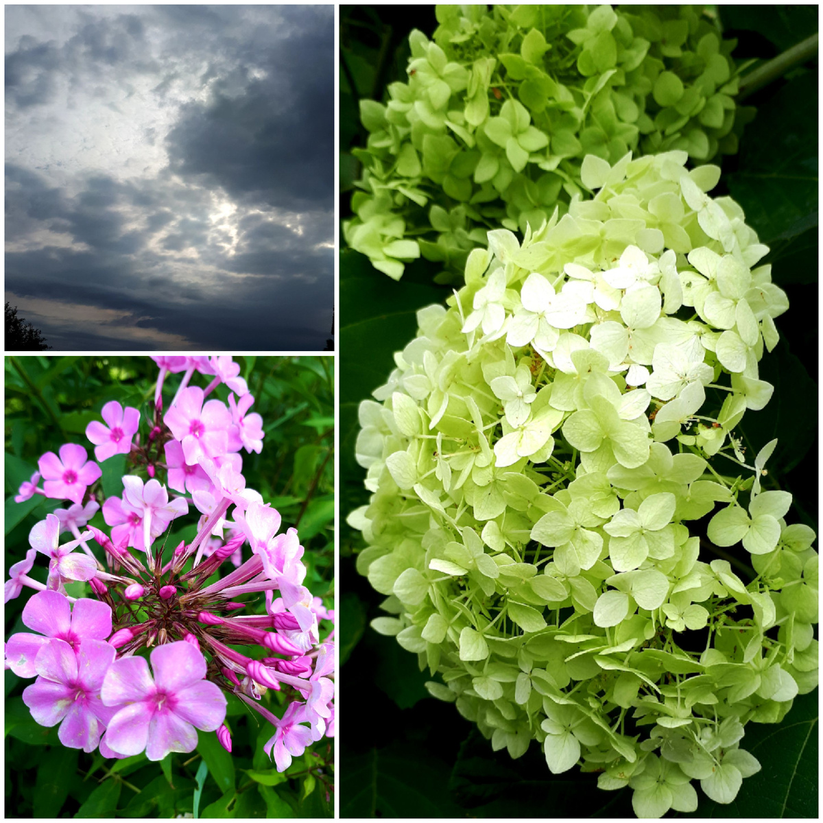 Коллаж автора 29.08.2025г.