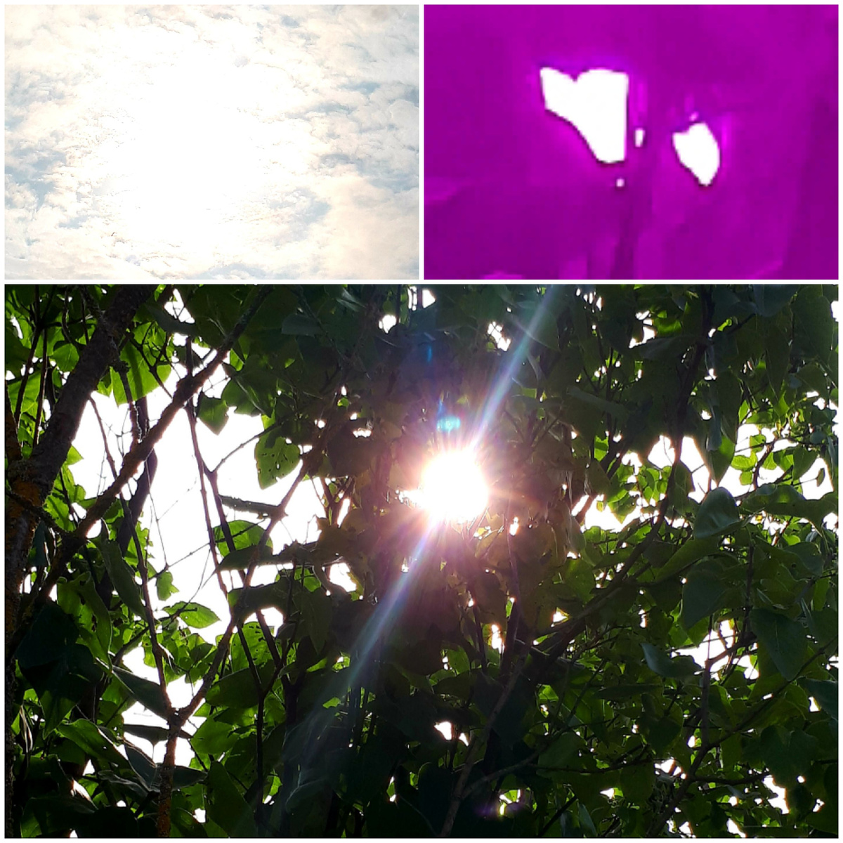 Коллаж автора 29.08.2025г.