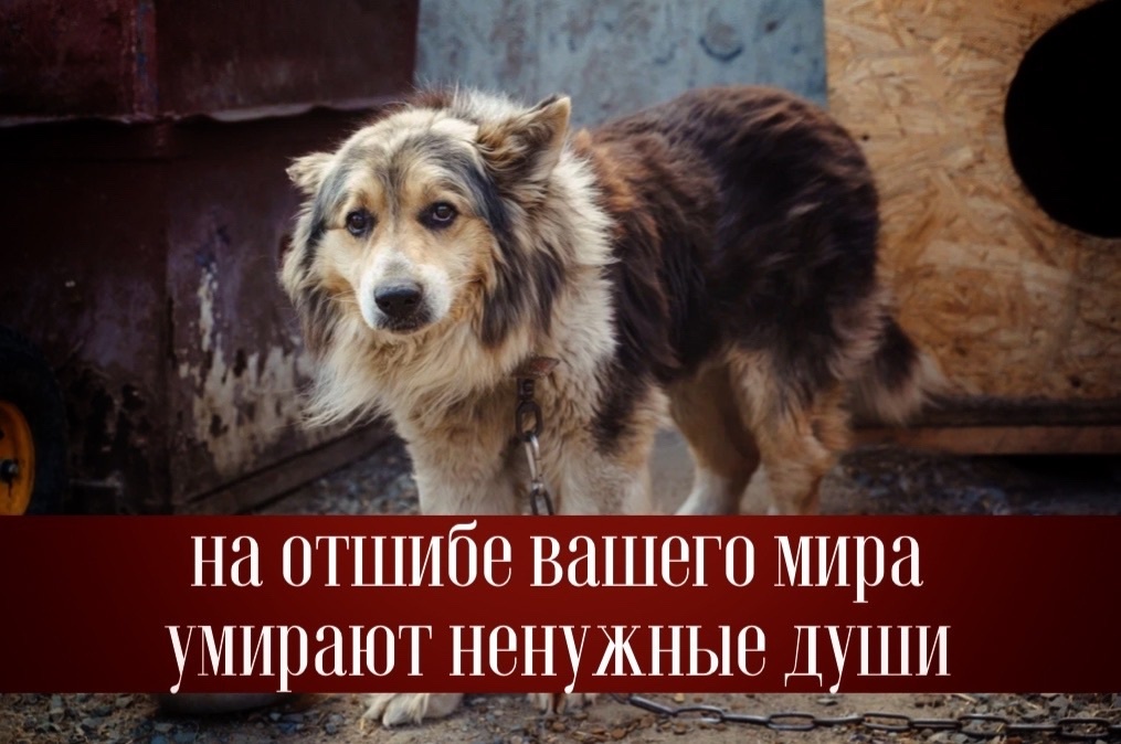 Собираем п 10 рублей на корм приюту! Пожалуйста, примите участие!