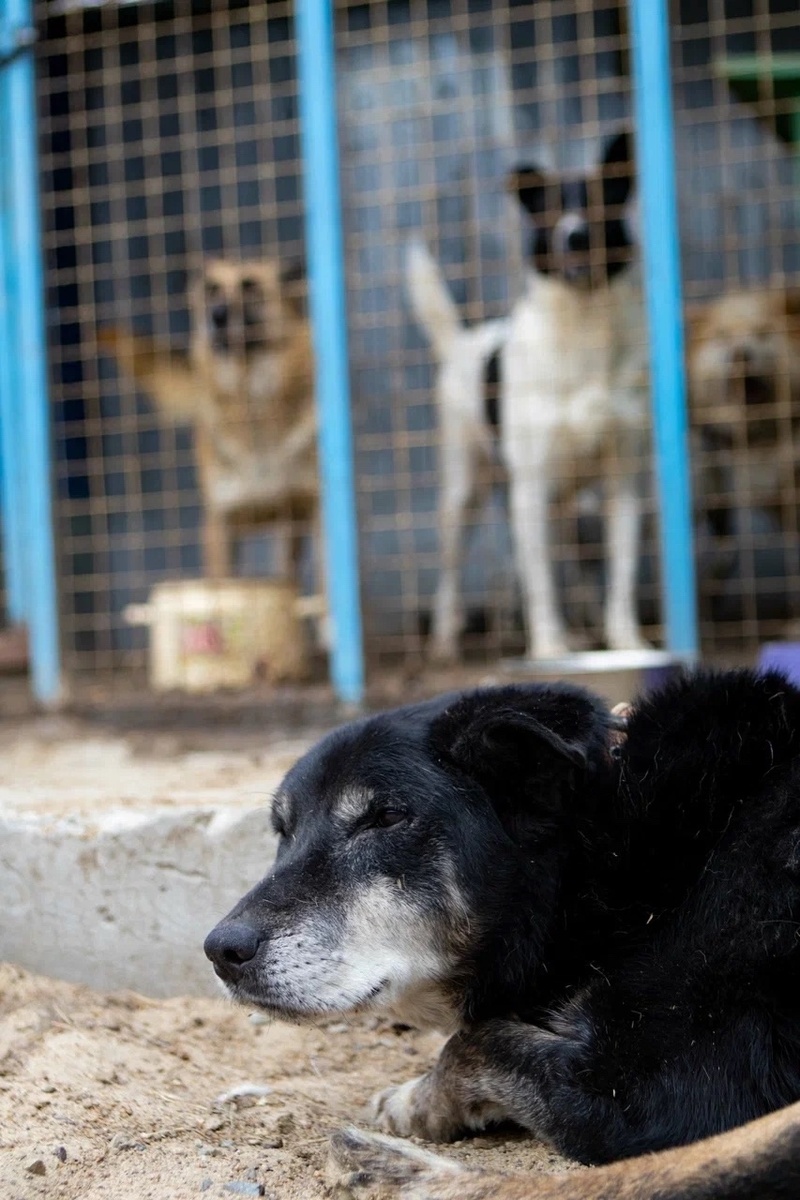 Приют частный и здесь ждут корма 500 собак! 