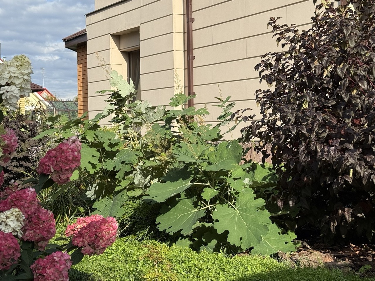 Маклея сердцелистная в центре. Фото автора