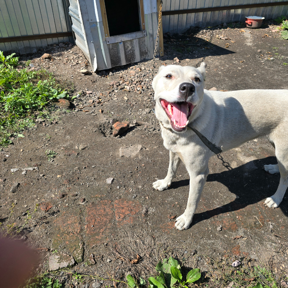 Элис улыбается, несмотря на цепь и будку