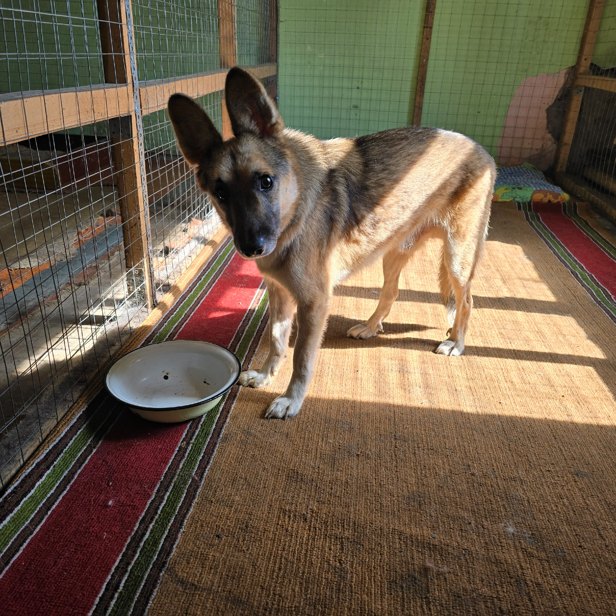 Одинокий взгляд через решетку, пустая миска рядом