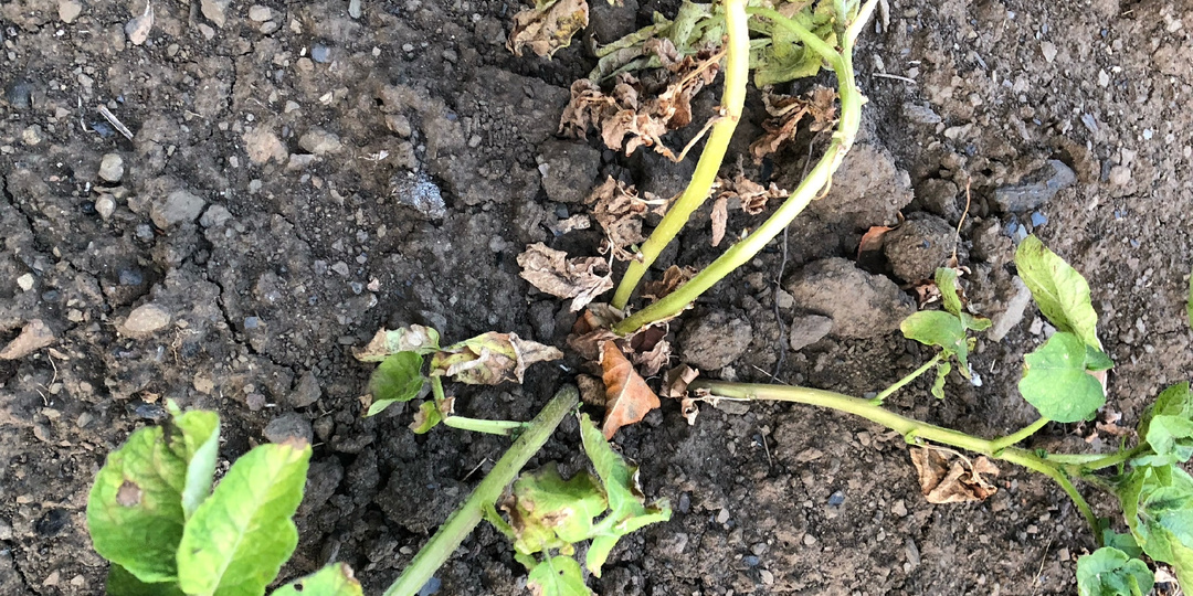 Чем обработать почву после картофеля, чтобы остановить фитофтору