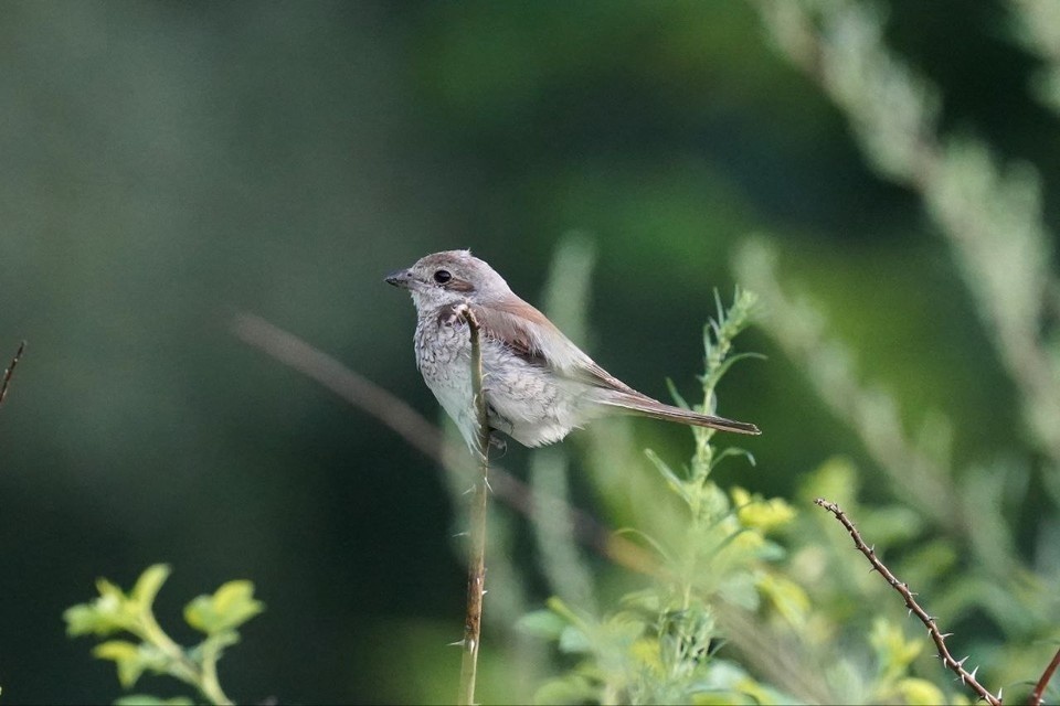    Жулан – птичка небольшая, чуть больше воробья. Увидев такую птаху, не подумаешь, что это серьезный хищник, который жестоко расправляется со своими жертвами. Фото: Василий Вишневский.
