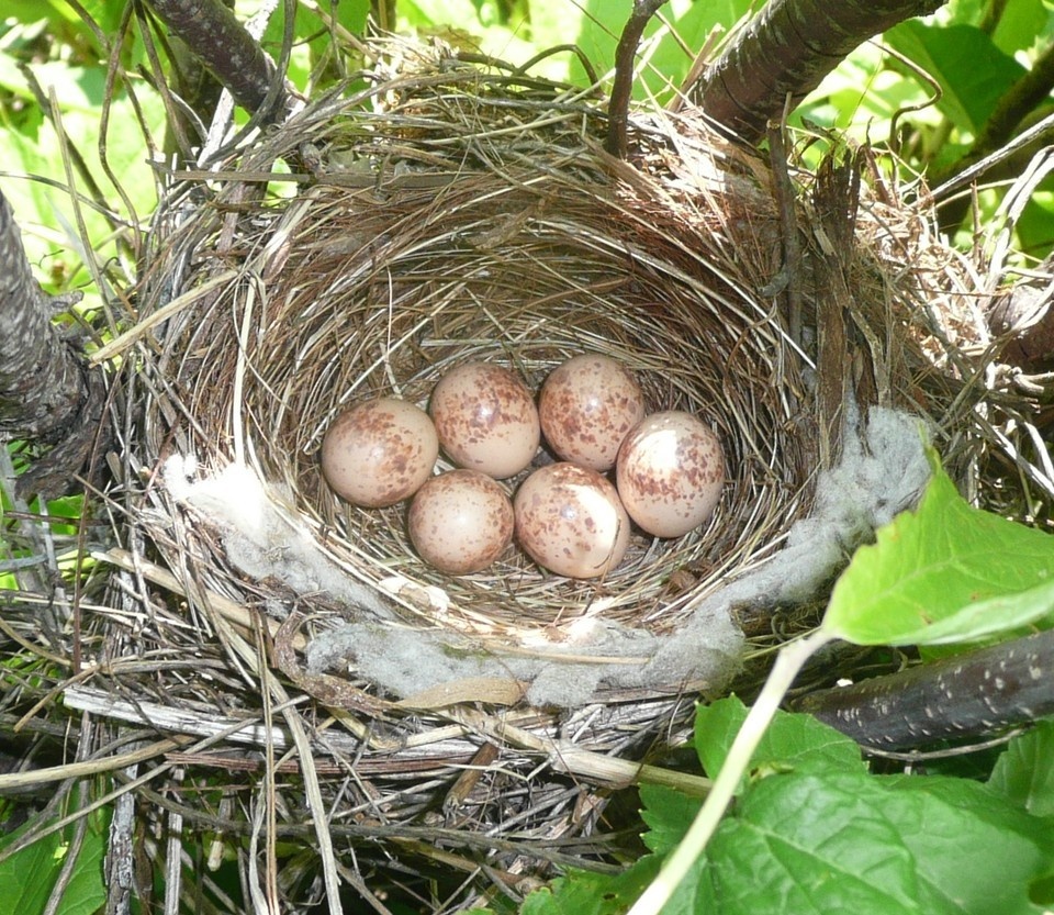    Гнезда жуланы строят основательно – они у них получаются плотные и массивные. Как правило, у пары бывает 4-6 яиц. Фото: Антон Барановский.