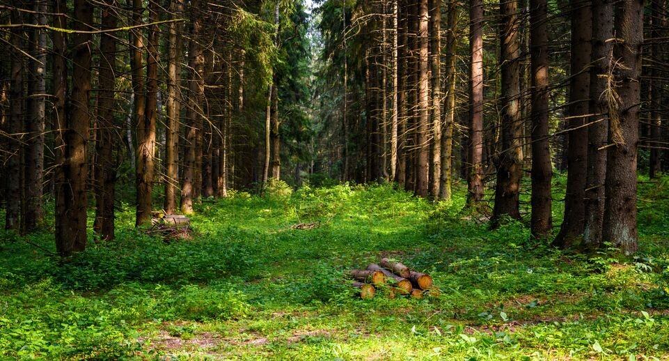    Лесопарк «Загорское море» летом в Сергиевом Посаде / Медиасток.рф