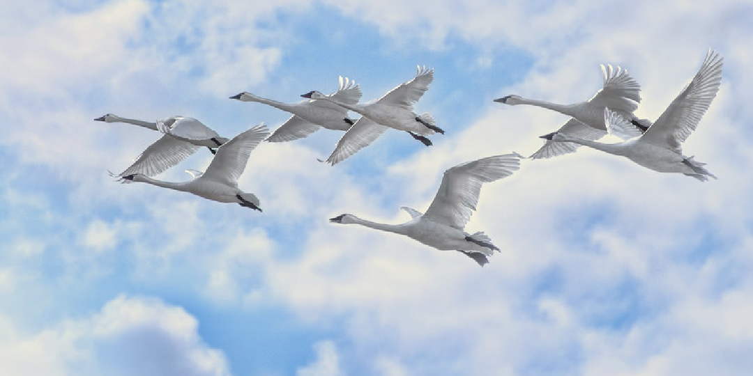 Я хочу, чтоб жили лебеди...