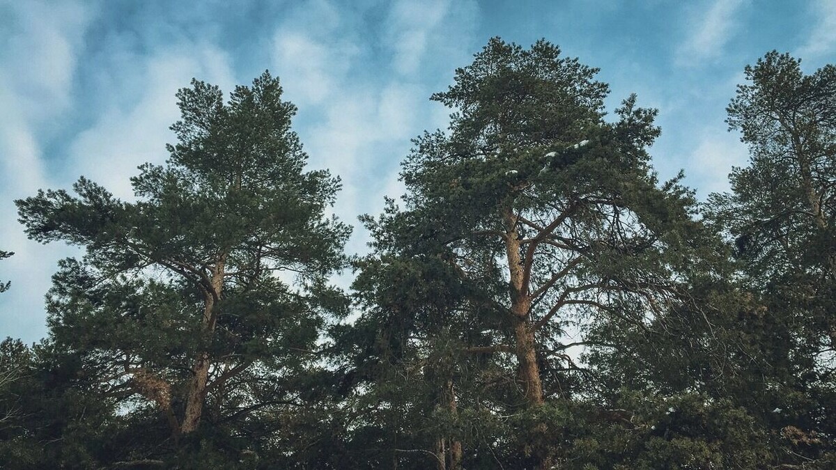     Источник: 1MI