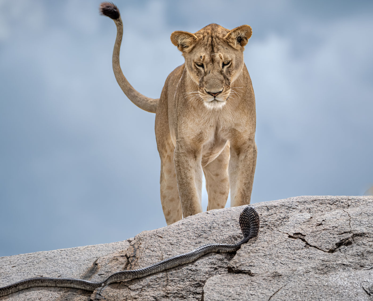   Gabriella Comi / Wildlife Photographer of the Year- «Пробуждение» Габриэлла Коми увидела драматическую встречу льва и кобры в Серенгети. Змея подползла к спящим хищникам, и один из них вступил в противостояние