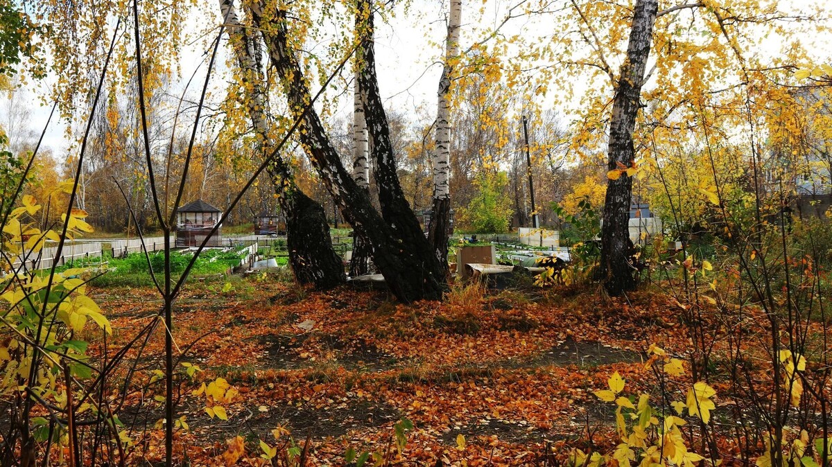     Источник: gorod55.ru