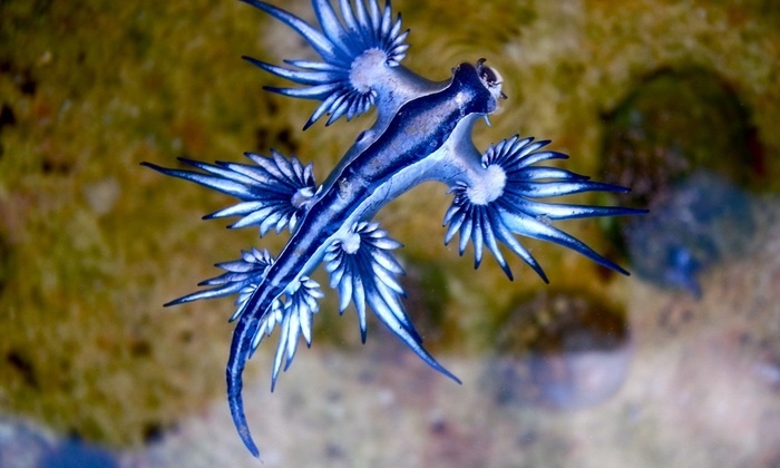    Голубое чудовище размером в 4 сантиметра