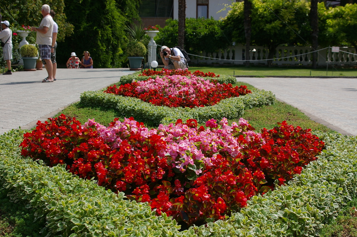    Четкие линии плектрантусов. Фото автора