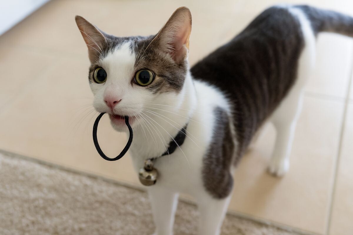 Кот с резинкой 