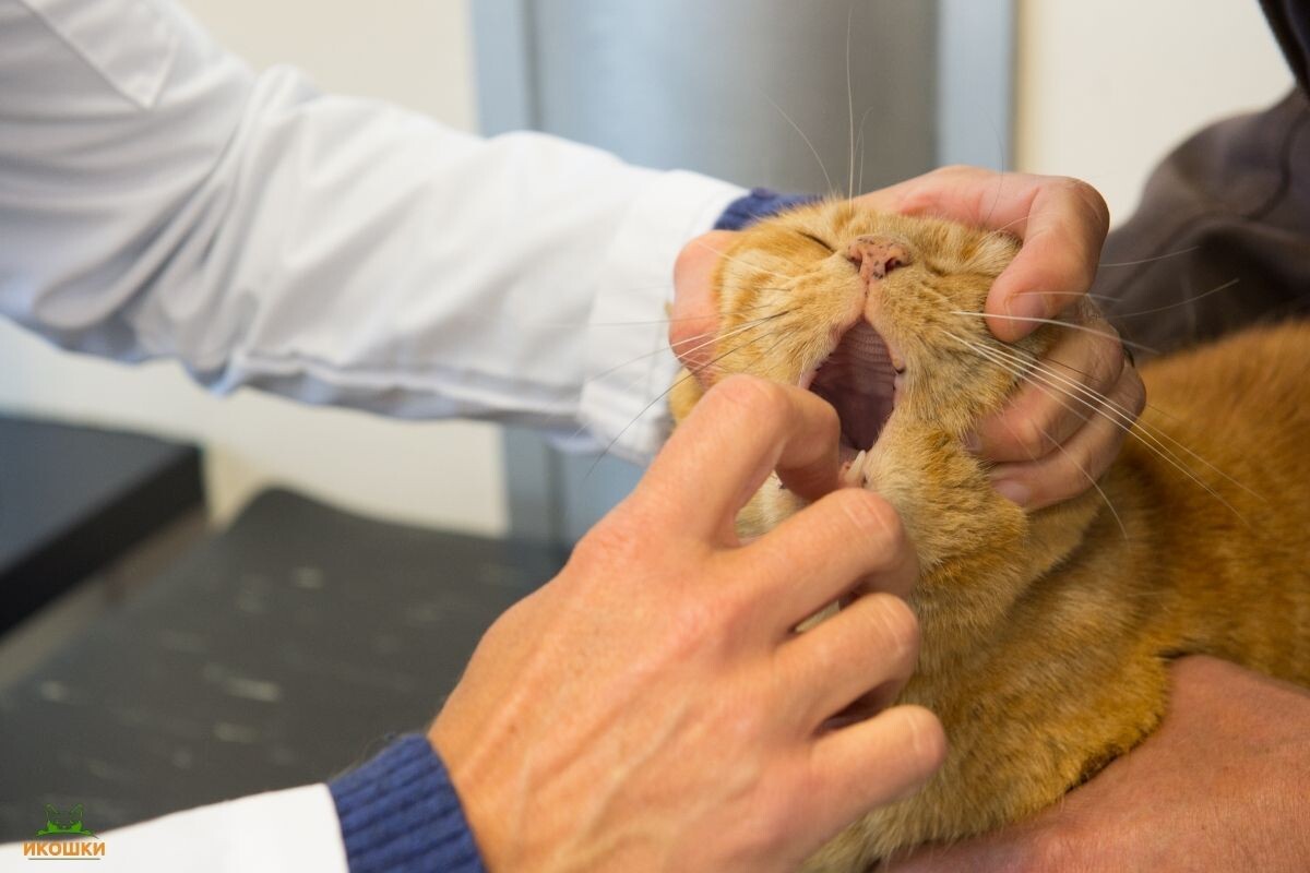 Ветеринар осматривает кота