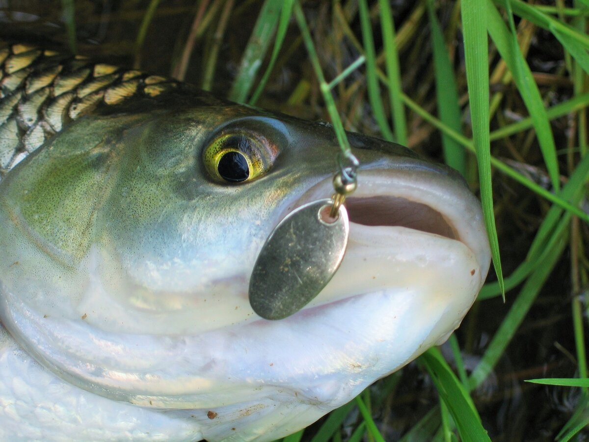 Голавль на вертушку