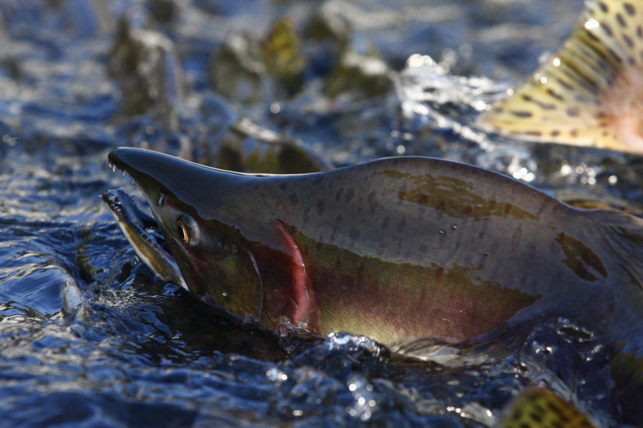 Горбуша вкуснятина или бич для Норвегии?