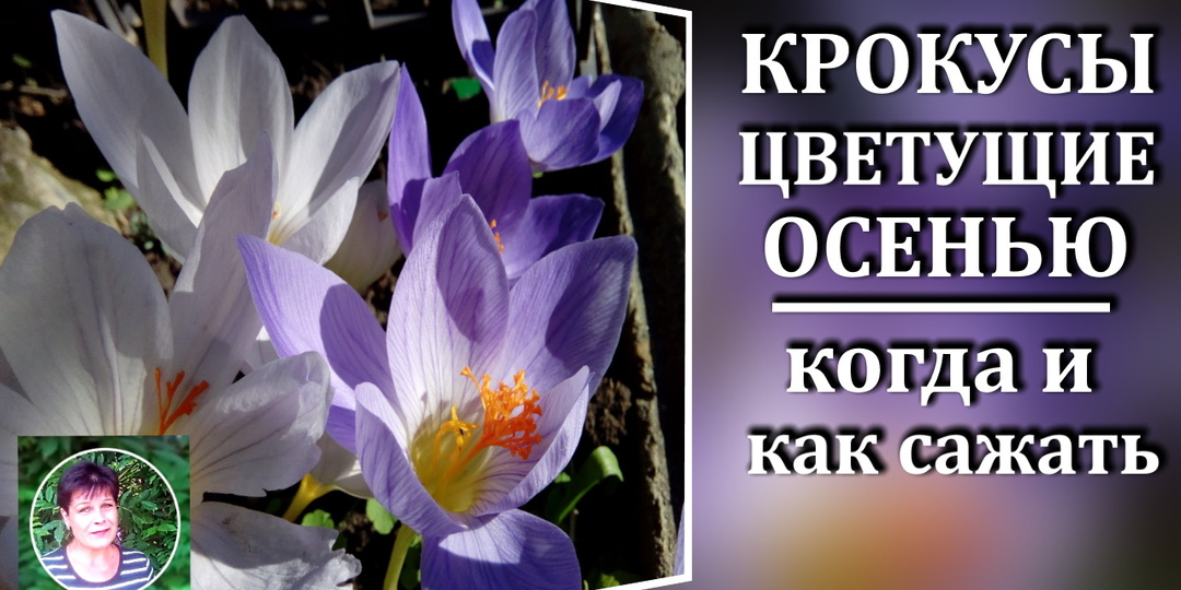 Осеннецветущие крокусы: когда и как сажать осенью.